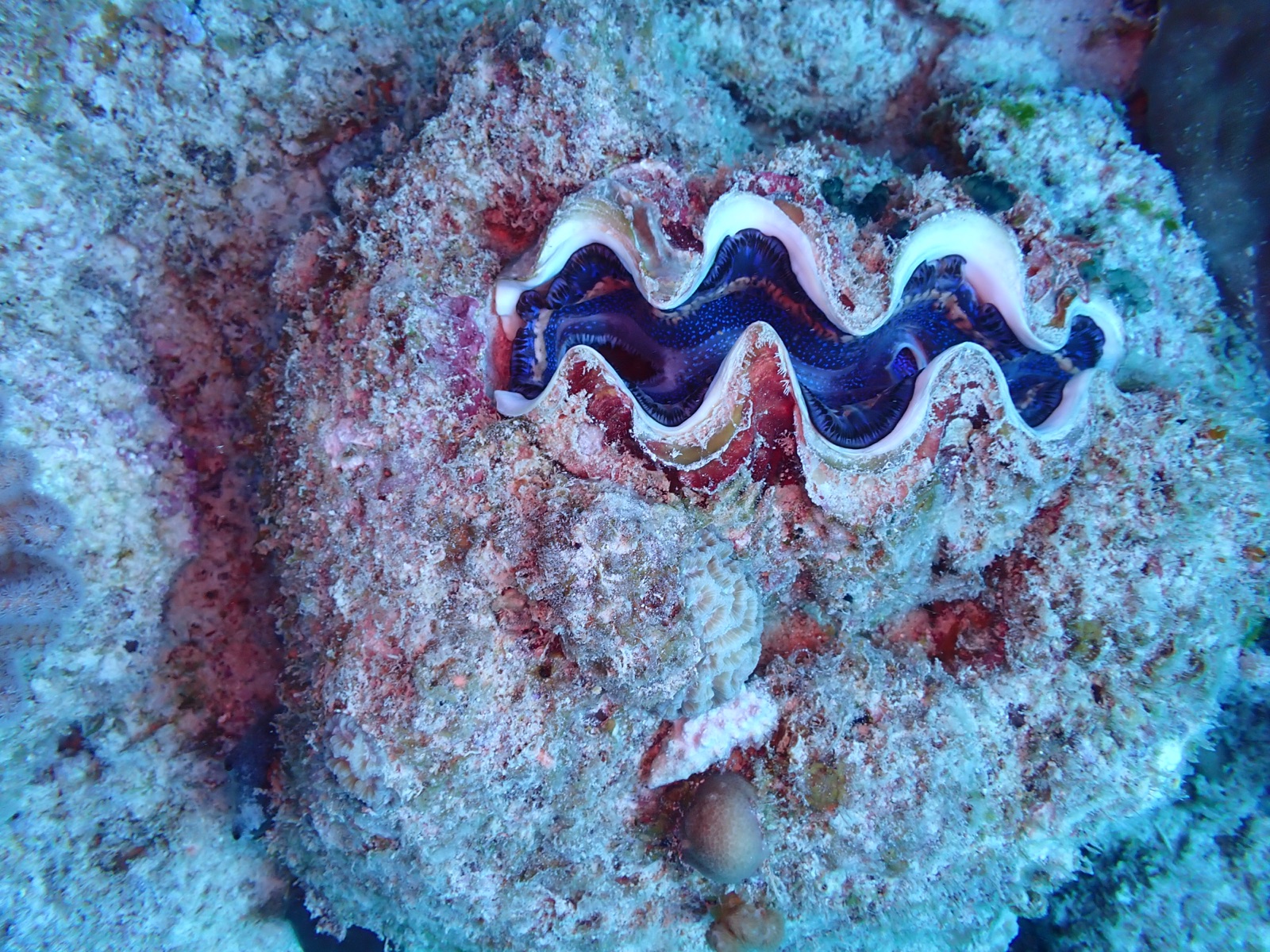 Photo of Maxima clam (Tridacna maxima)