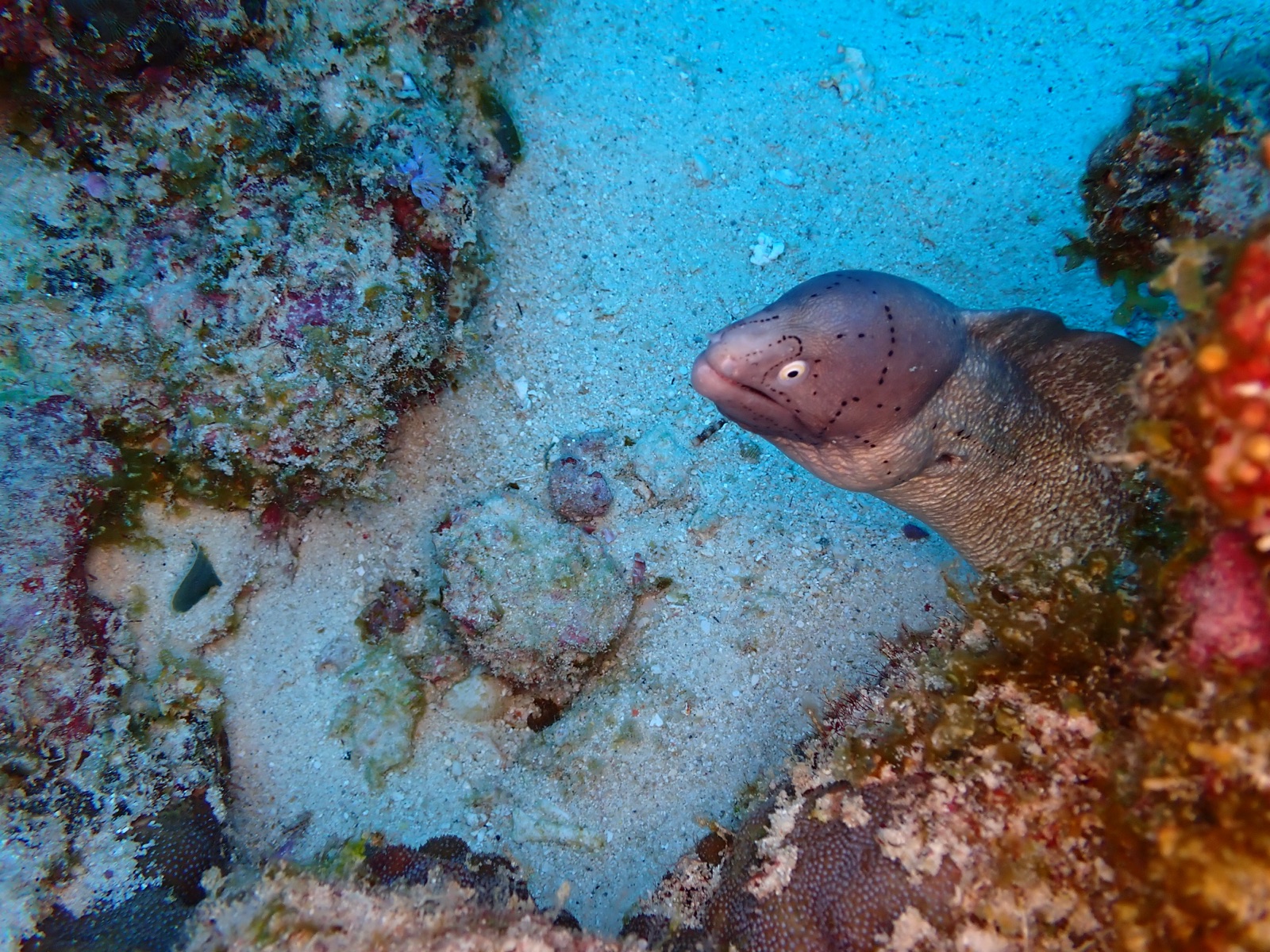 Photo de Murene brune (Gymnothorax unicolor)