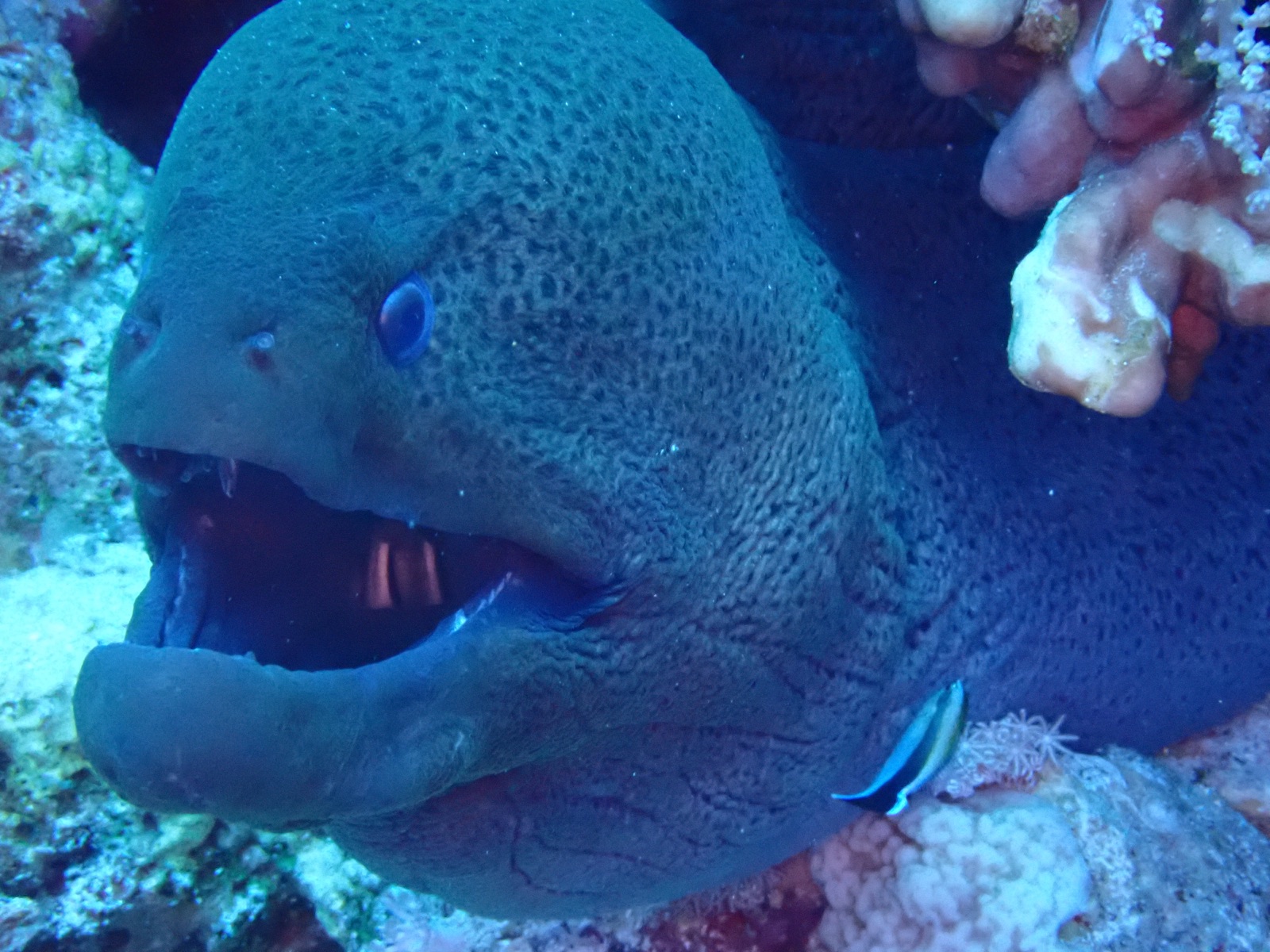 Photo de Murène géante (Gymnothorax javanicus)