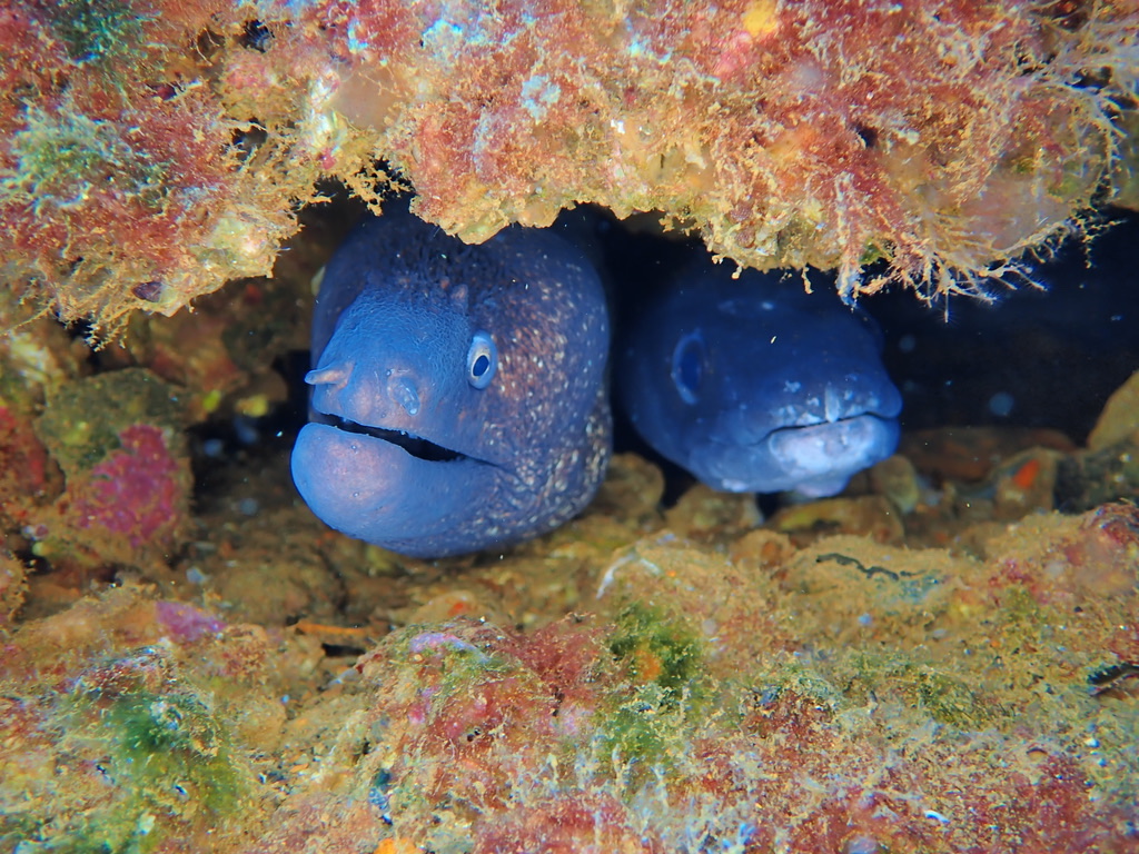 Foto de Morena mediterránea (Muraena helena)