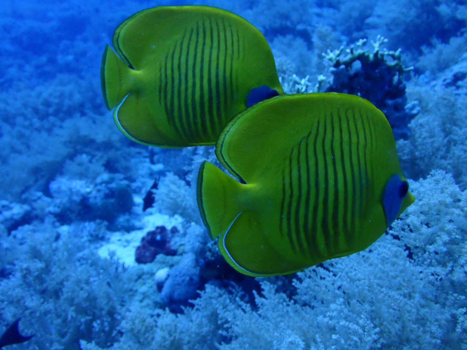 Photo of Bluecheek butterflyfish (Chaetodon semilarvatus)