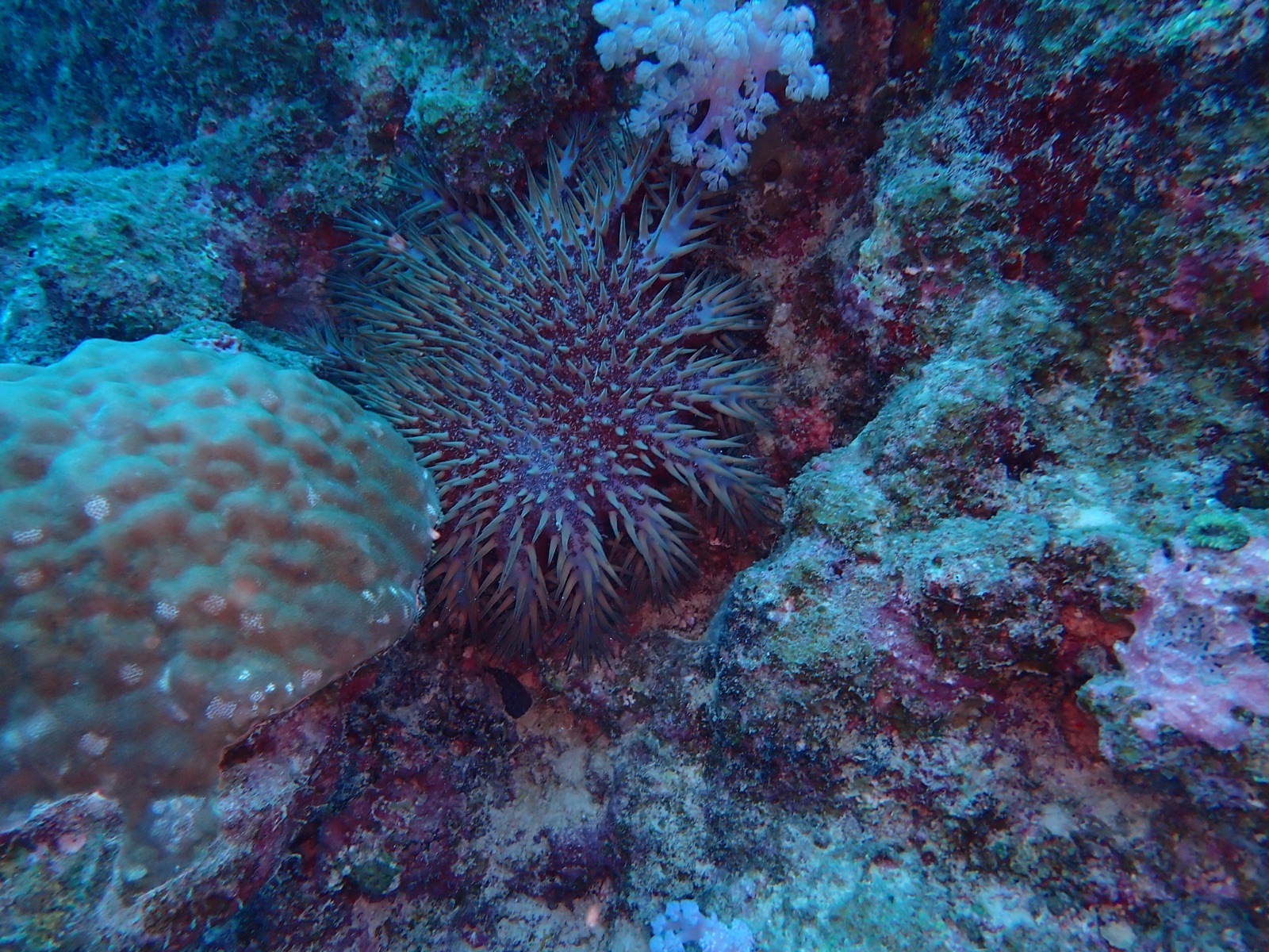 Foto de Corona de espinas (Acanthaster planci)