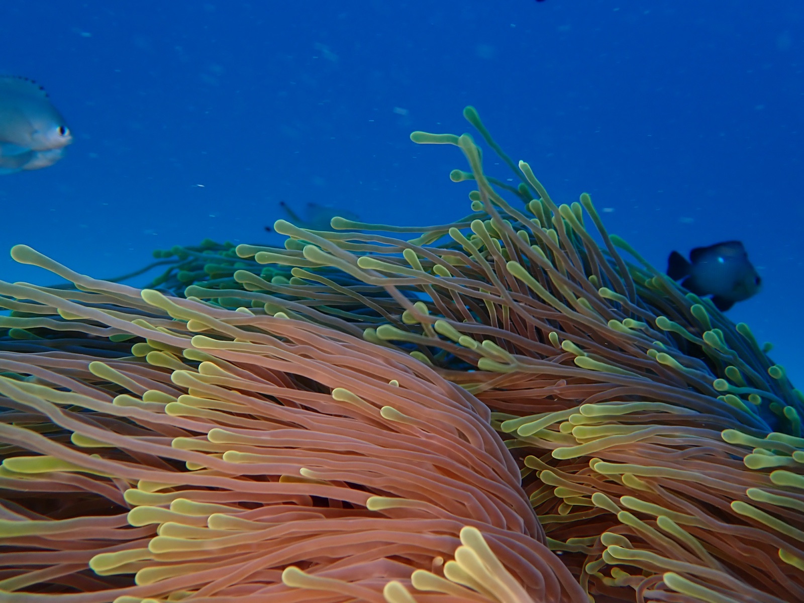 Photo de Anemone magnifique (Heteractis magnifica)