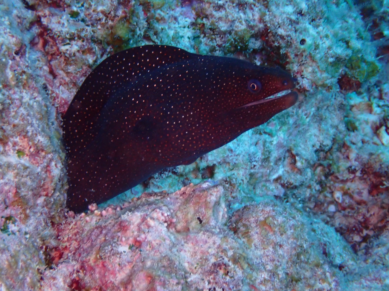 Photo de Murene noire (Muraena augusti)