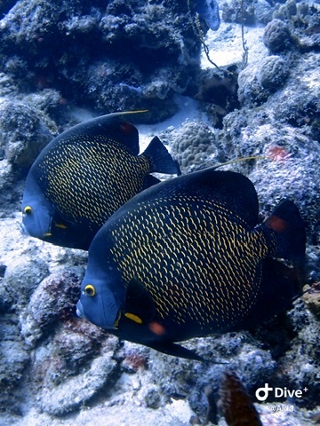 Photo de Poisson-ange français (Pomacanthus paru)