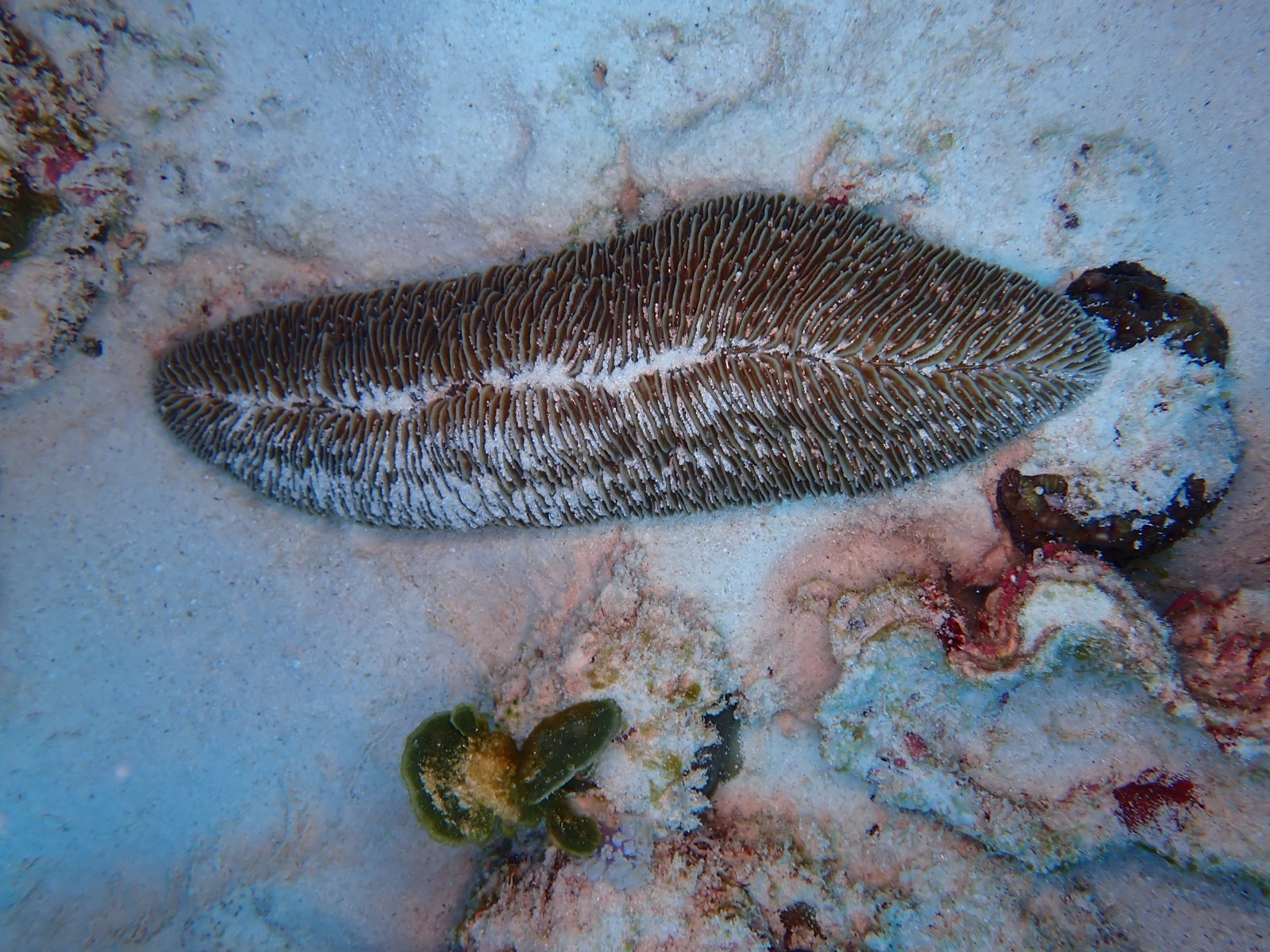 Photo of Mushroom coral (Fungia fungites)