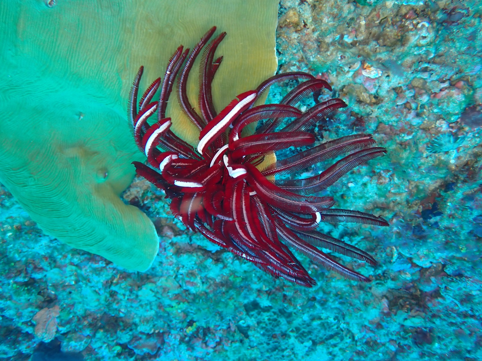 Foto de Crinoide rojo (Himerometra robustipinna)