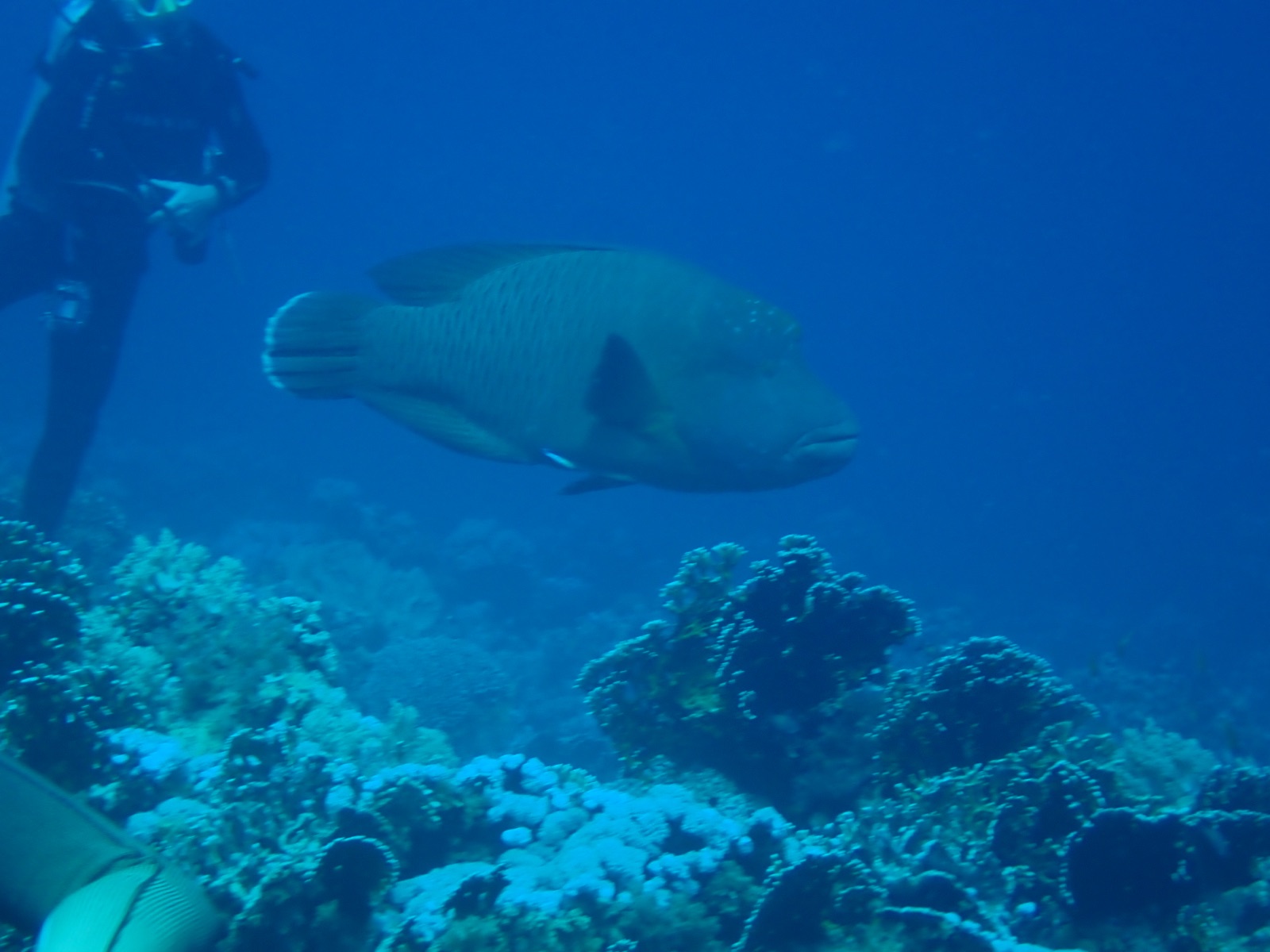 Photo of Humphead wrasse (Cheilinus undulatus)