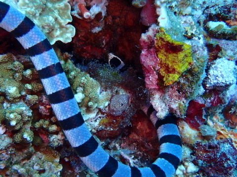 Foto de Serpiente marina rayada (Laticauda colubrina)