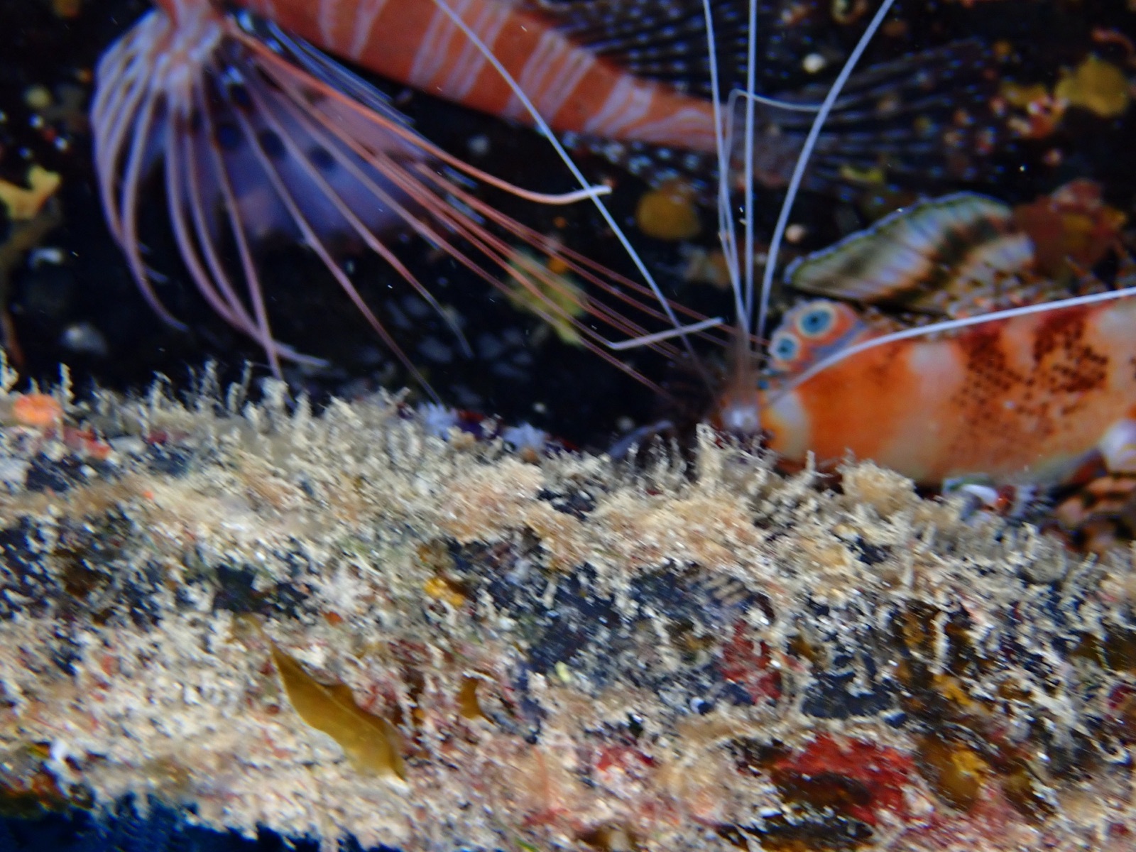Photo de Crevette pailletee Med (Lysmata seticaudata)
