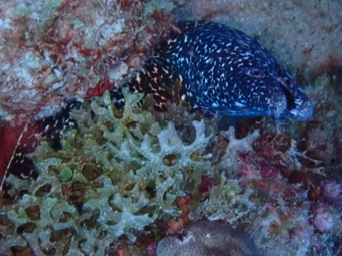 Photo de Murene noire (Muraena augusti)