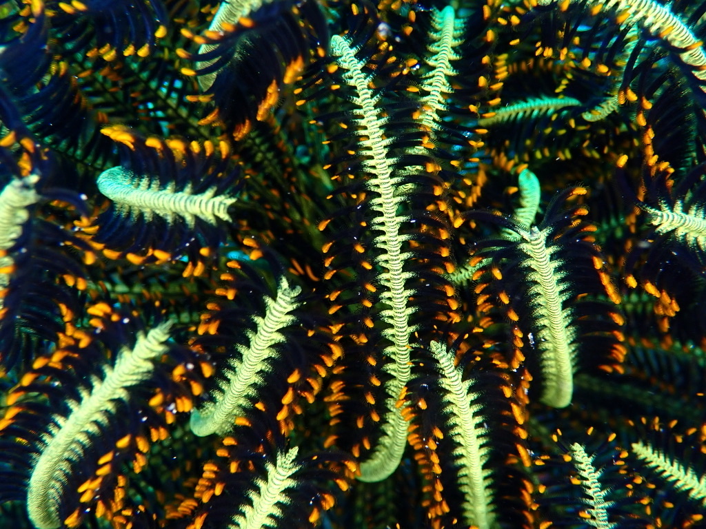 Foto de Crinoide de Bennett (Oxycomanthus bennetti)