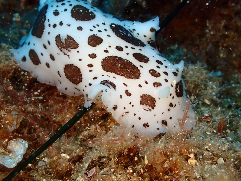 Photo de Doris dalmatien (Peltodoris atromaculata)