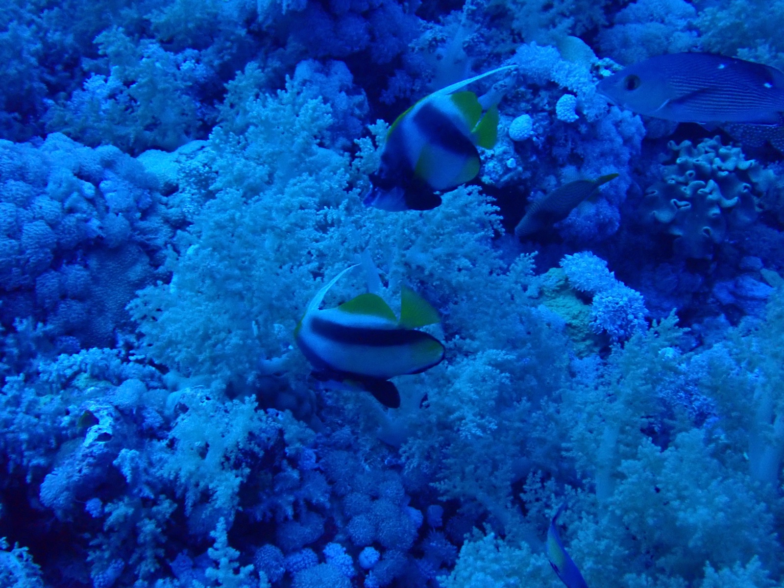 Photo of Red Sea bannerfish (Heniochus intermedius)
