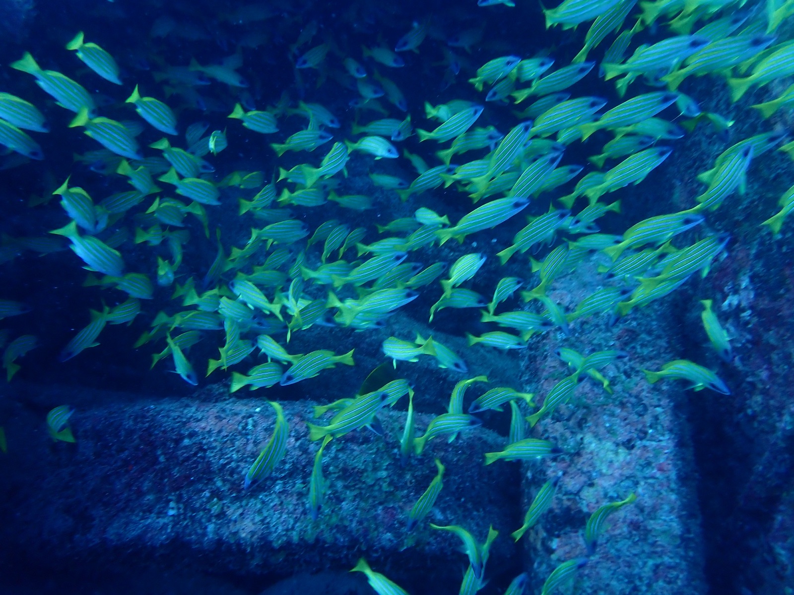 Foto de Damisela verde (Chromis viridis)