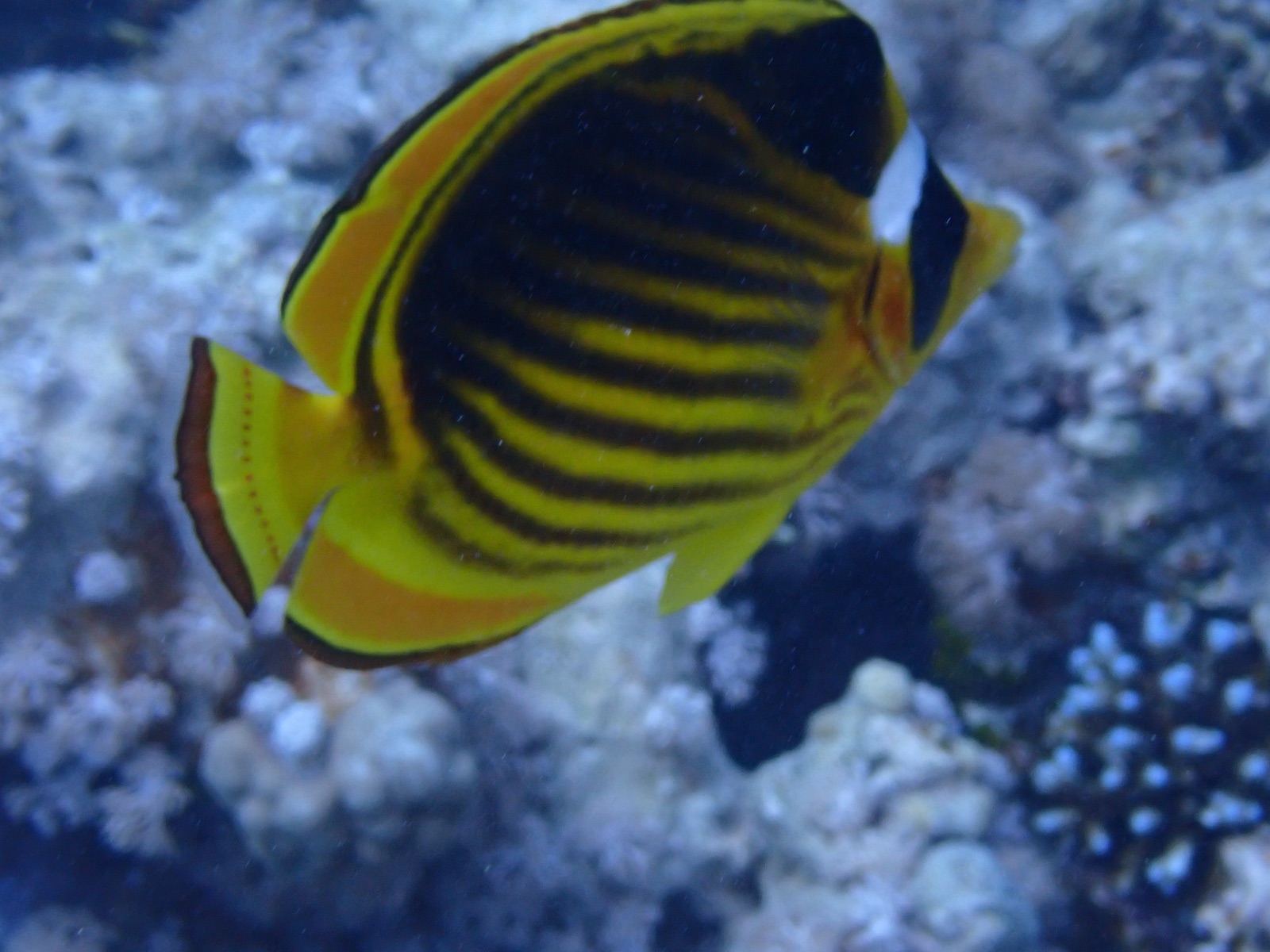 Photo of Diagonal butterflyfish (Chaetodon fasciatus)