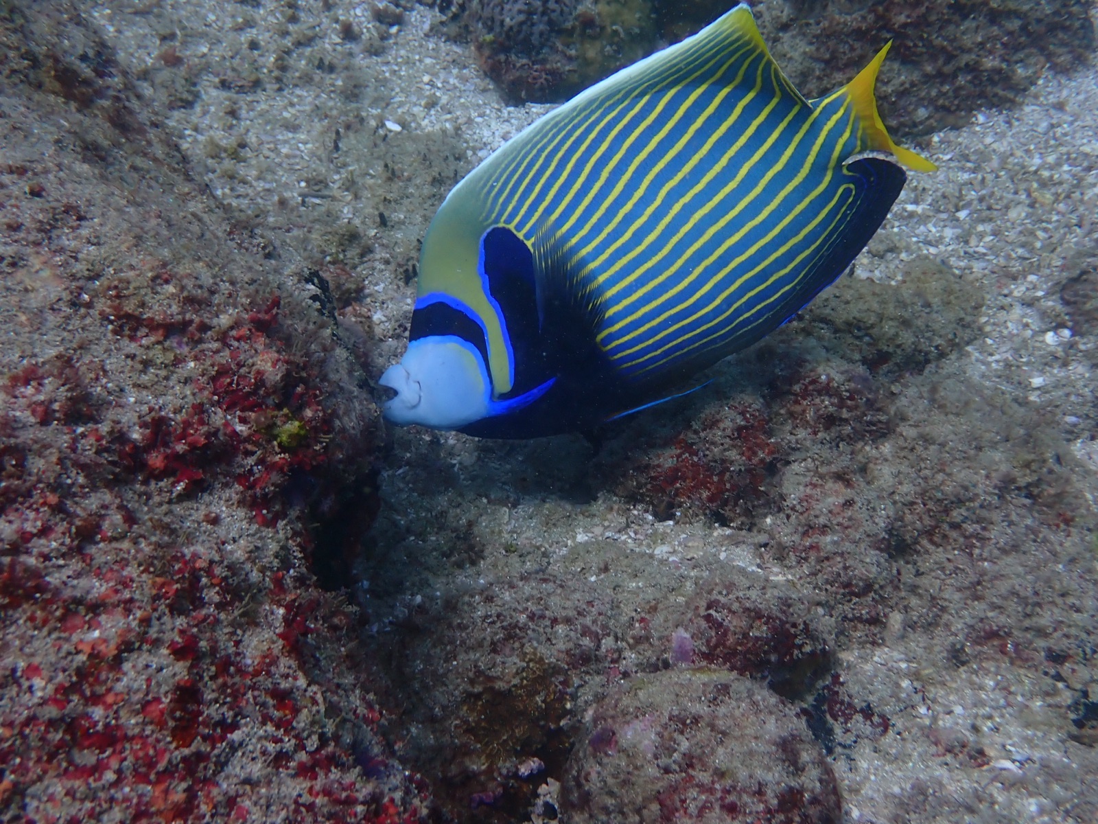 Photo of Emperor angelfish (Pomacanthus imperator)