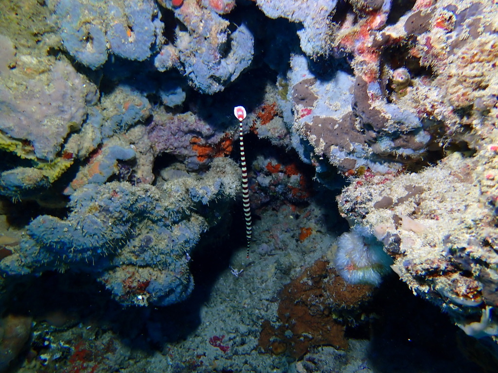 Photo of Banded pipefish (Dunckerocampus dactyliophorus)
