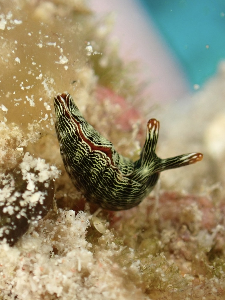 Photo de Thuridilla gracile (Thuridilla gracilis)