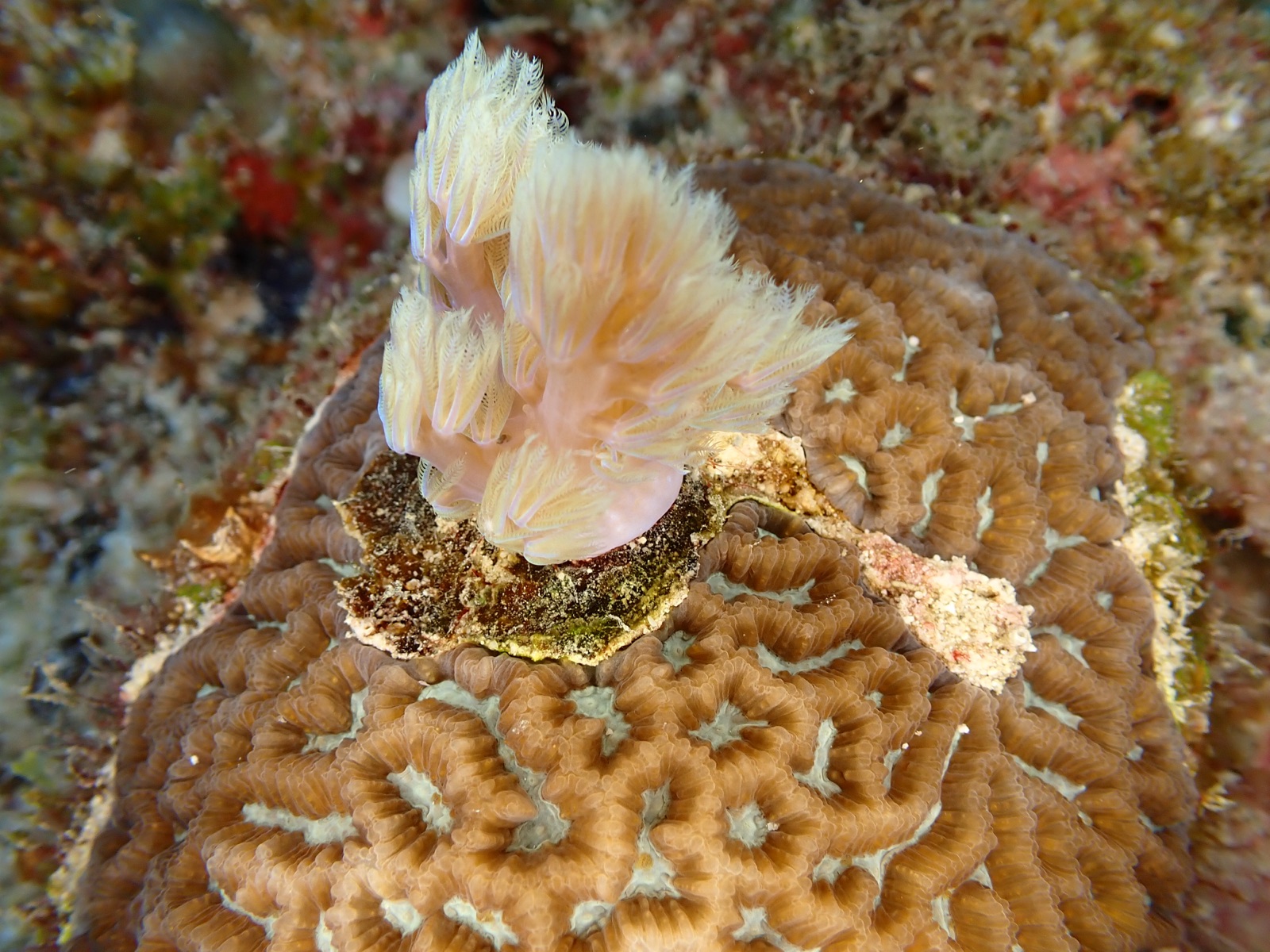Foto de Espirografa de Spallanzani (Sabella spallanzanii)