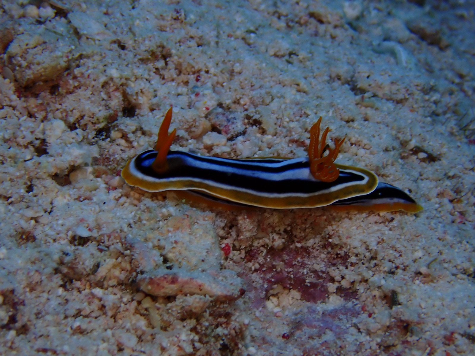 Photo of Pyjama slug (Chromodoris quadricolor)