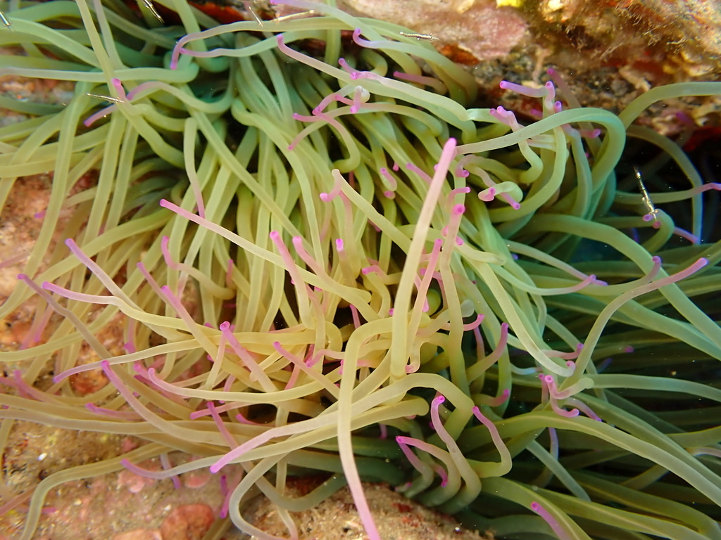 Foto de Anémona verde (Anemonia viridis)