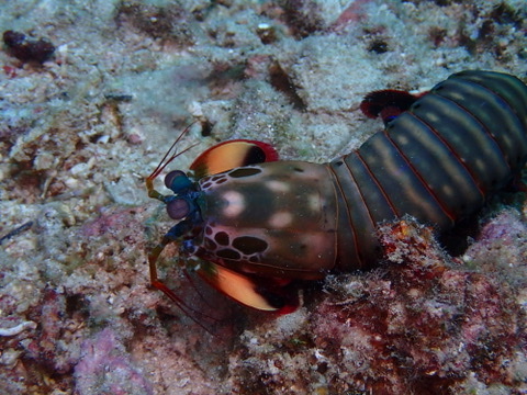 Photo de Squille paon (Odontodactylus scyllarus)