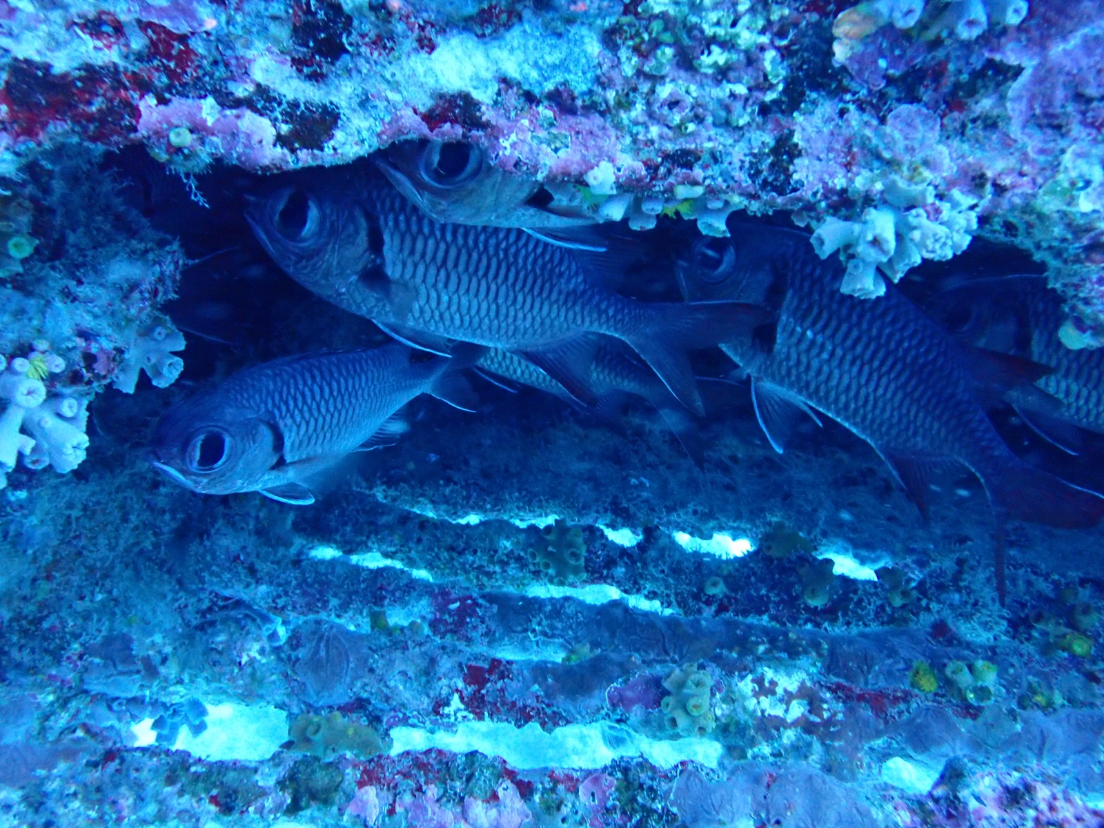 Photo of Blotcheye soldierfish (Myripristis murdjan)