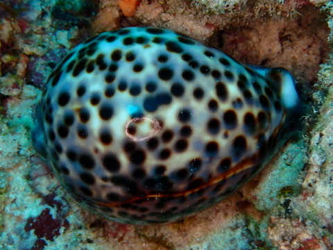 Photo of Tiger Cowrie (Cypraea tigris)