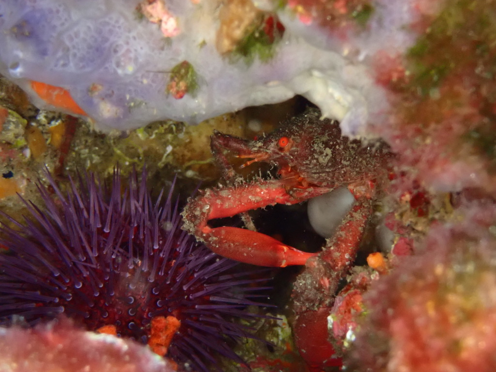 Photo of Sally lightfoot crab (Percnon gibbesi)