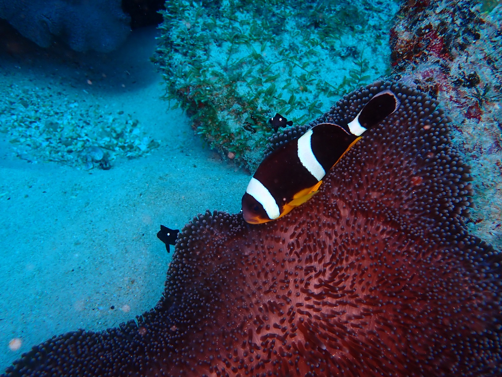 Foto de Pez payaso amazona (Amphiprion polymnus)