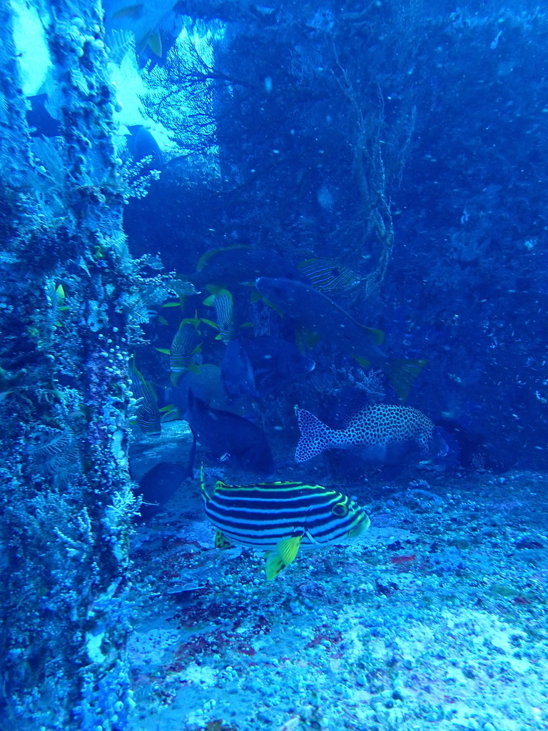 Photo of Oriental sweetlips (Plectorhinchus vittatus)