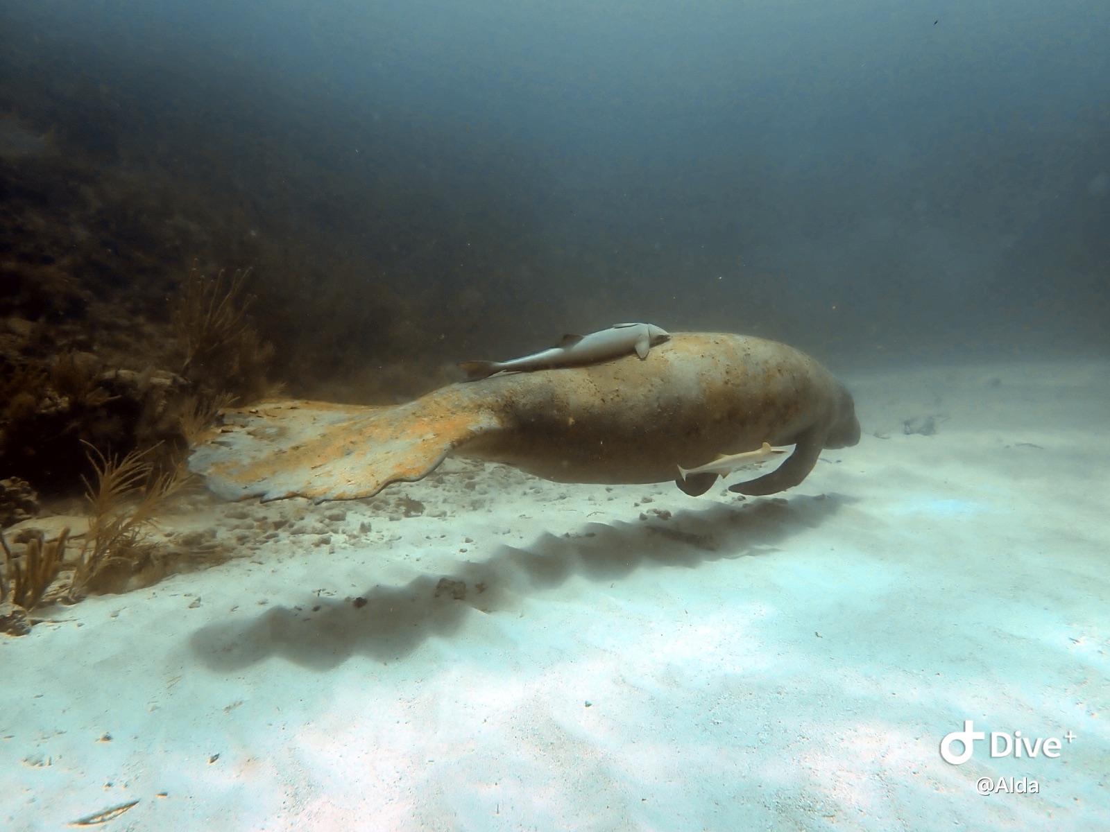 Photo de Dugong (Dugong dugon)