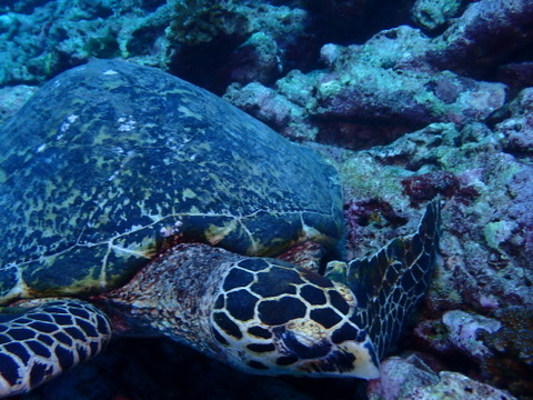 Foto de Tortuga carey (Eretmochelys imbricata)