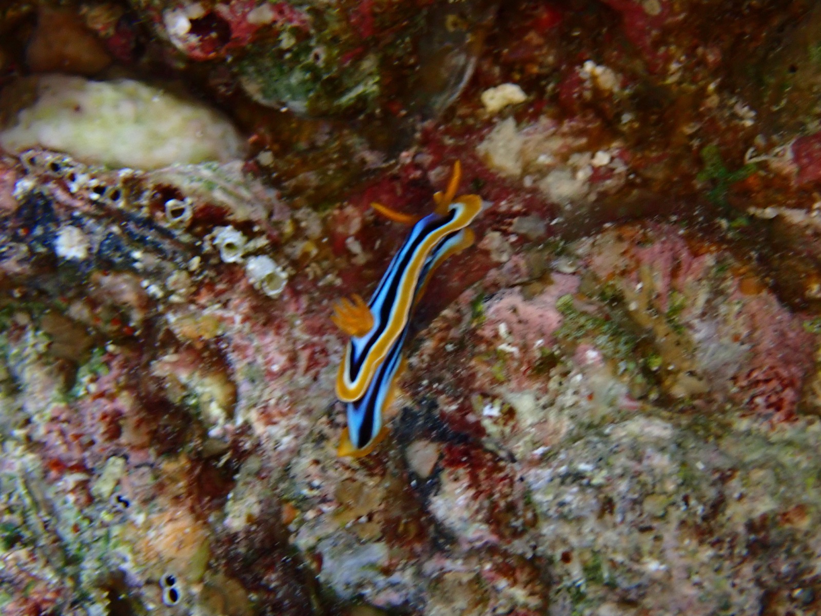 Photo of Pyjama slug (Chromodoris quadricolor)