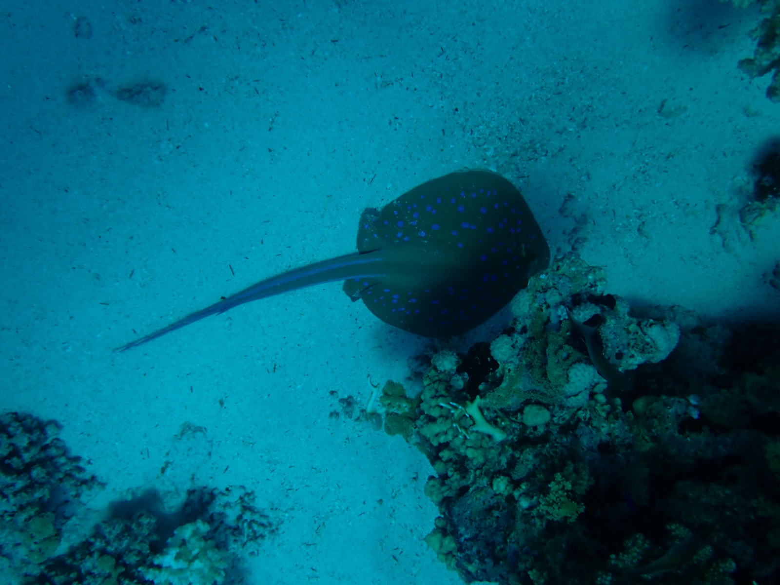 Photo de Raie pastenague à points bleus (Taeniura lymma)