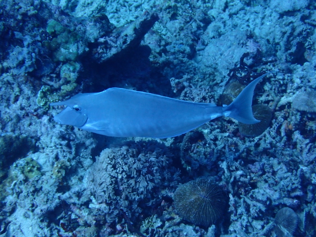 Photo de Chirurgien à nageoires jaunes (Acanthurus xanthopterus)