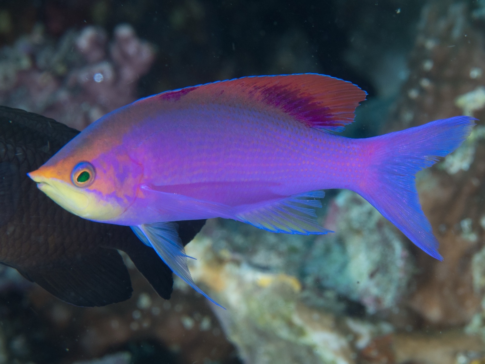 Photo of Purple anthias (Pseudanthias tuka)