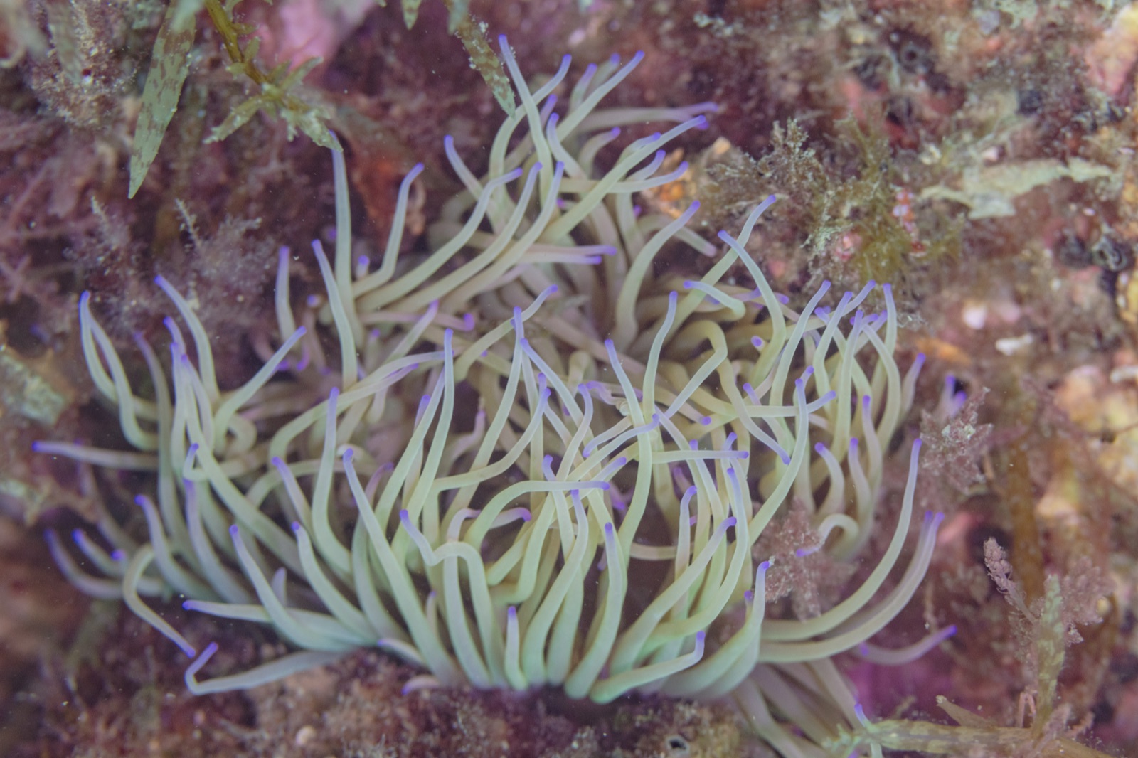 Foto de Anémona verde (Anemonia viridis)