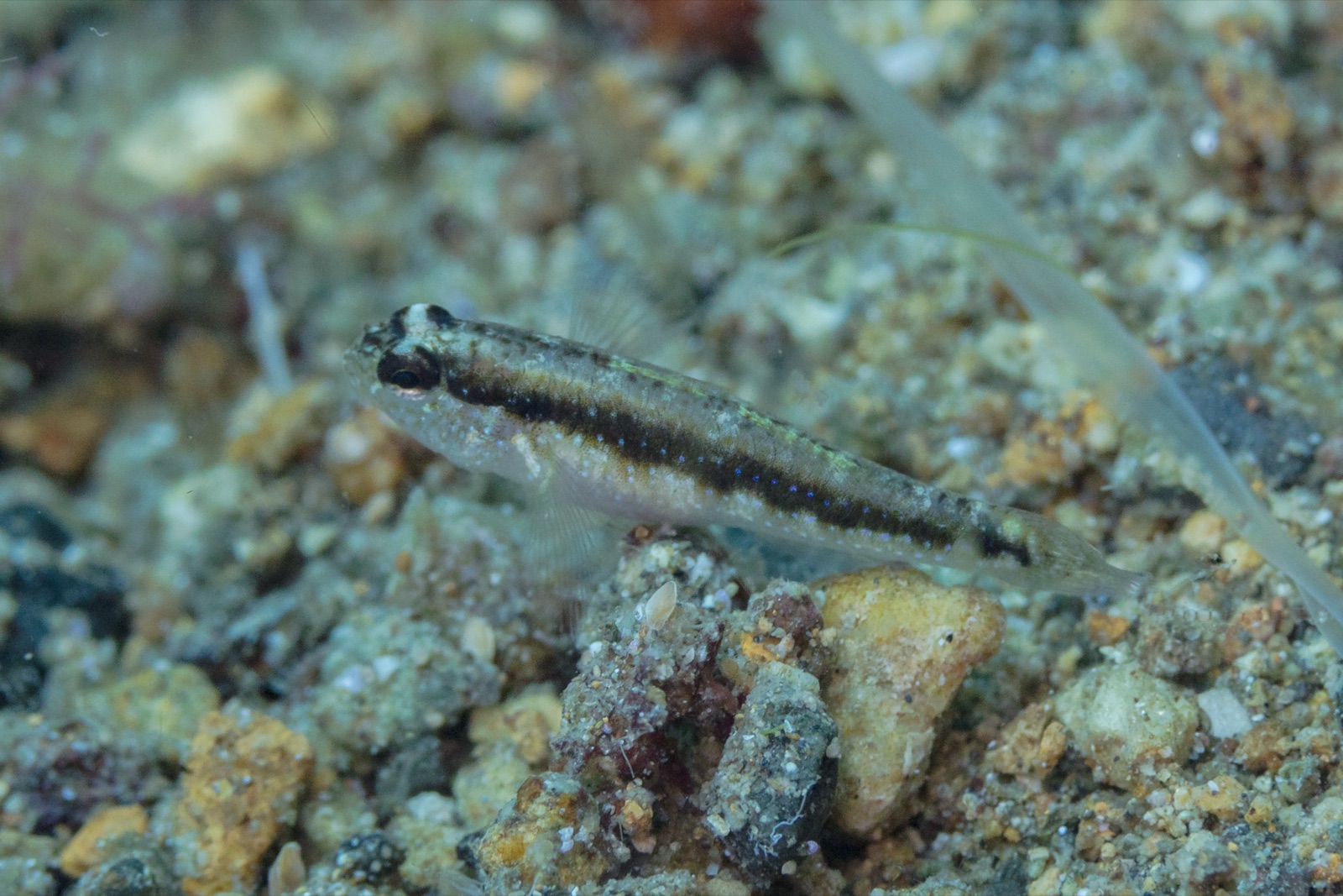 Foto de Gobio rayado (Gobius vittatus)