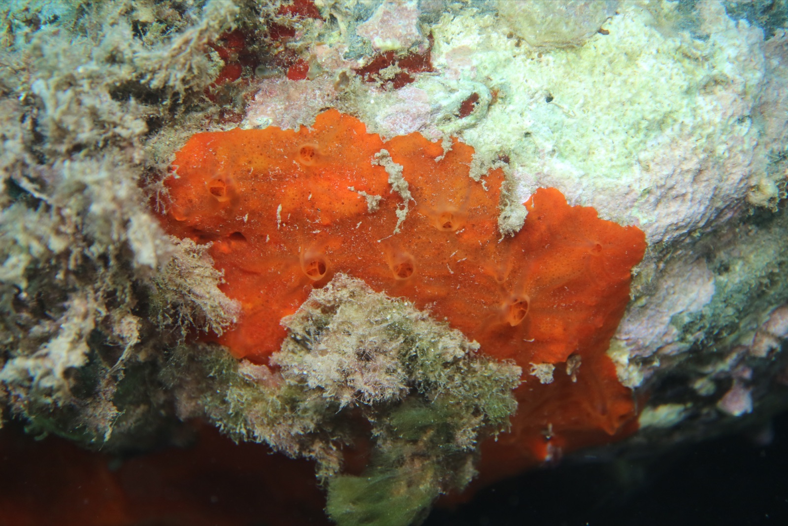 Foto de Esponja roja incrustante (Crambe crambe)