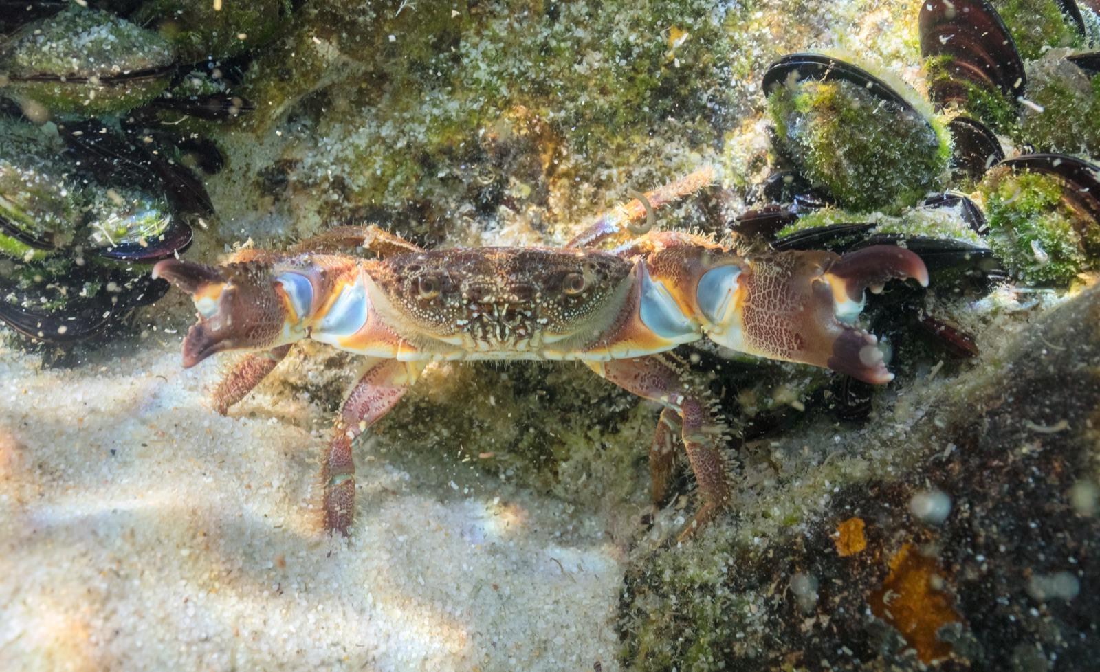 Photo de Crabe verruqueux (Eriphia verrucosa)