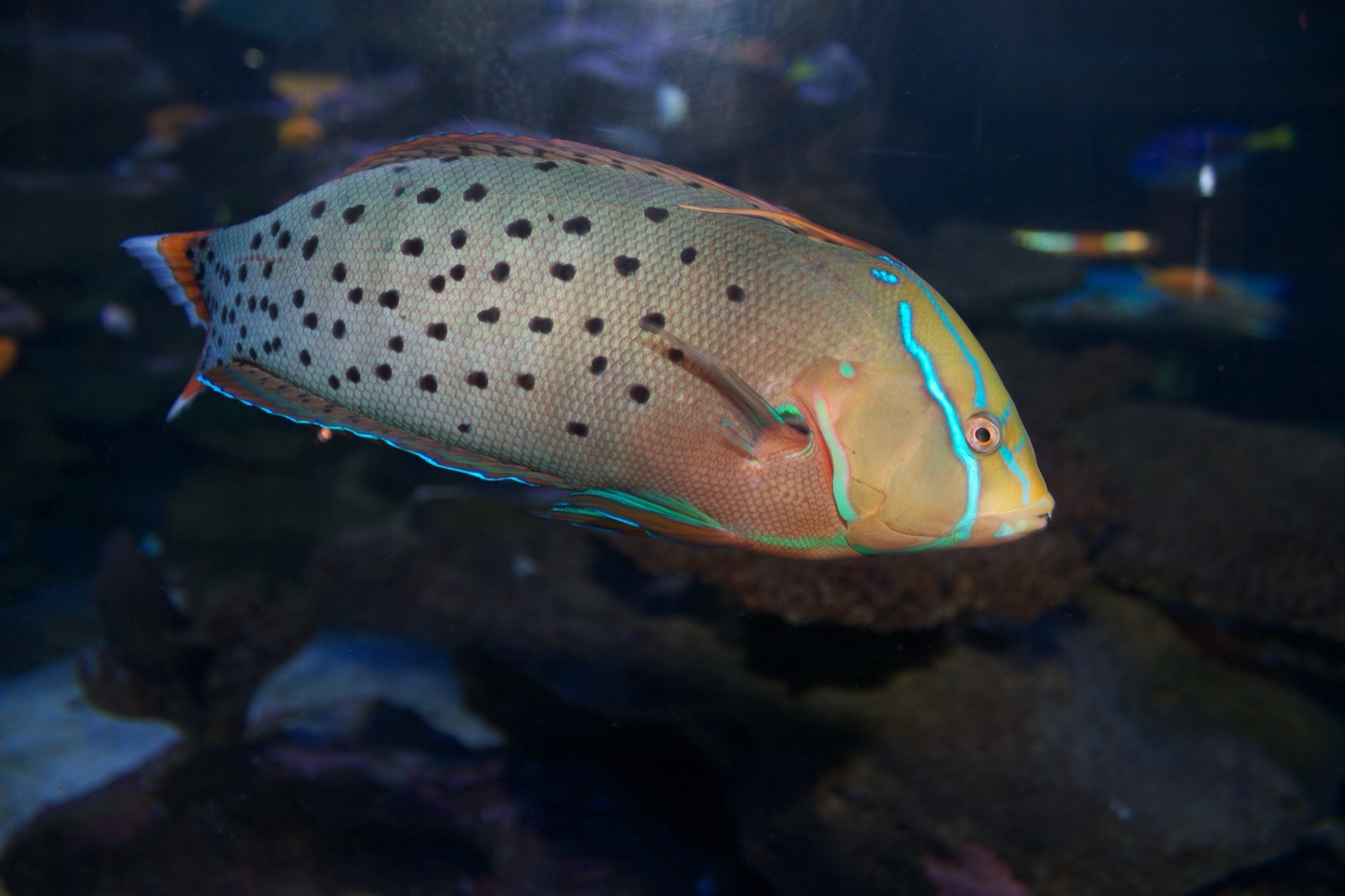 Photo of Elegant Coris Wrasse (Coris formosa)