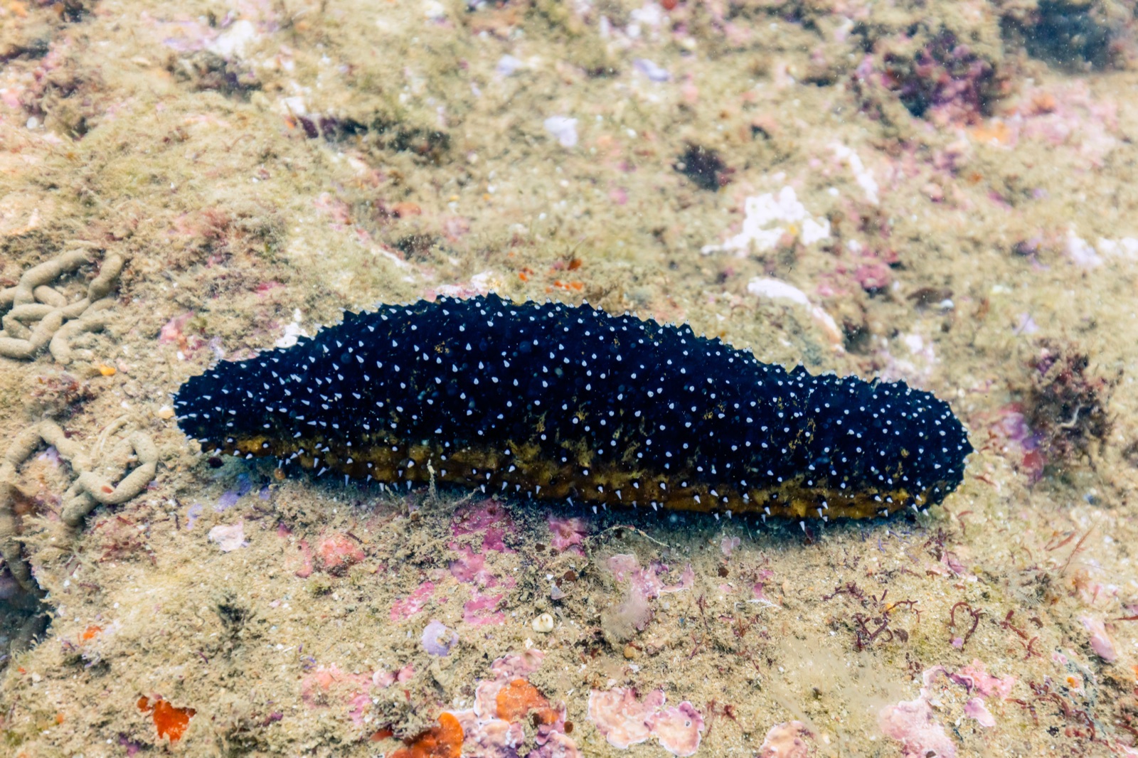 Foto de Pepino de mar negro Med (Holothuria forskali)
