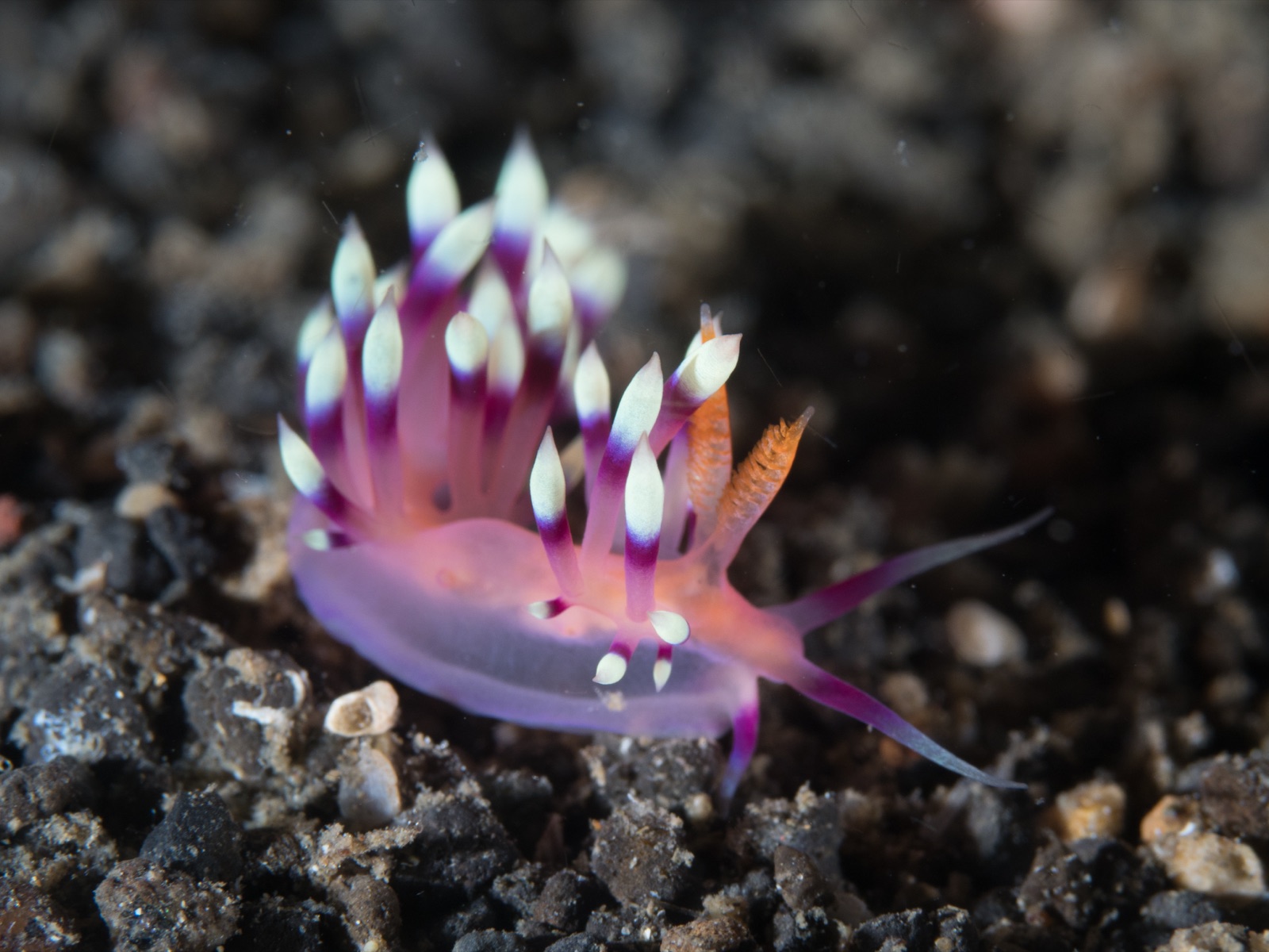 Photo of Desired flabellina (Flabellina exoptata)