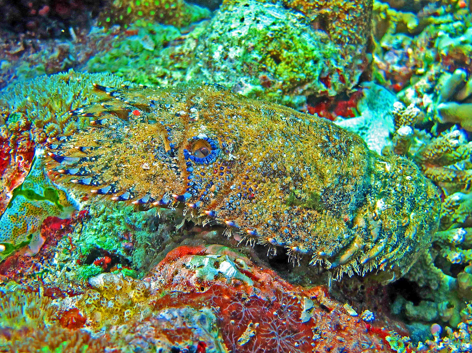 Photo de Langouste-cigale antarctique (Parribacus antarcticus)