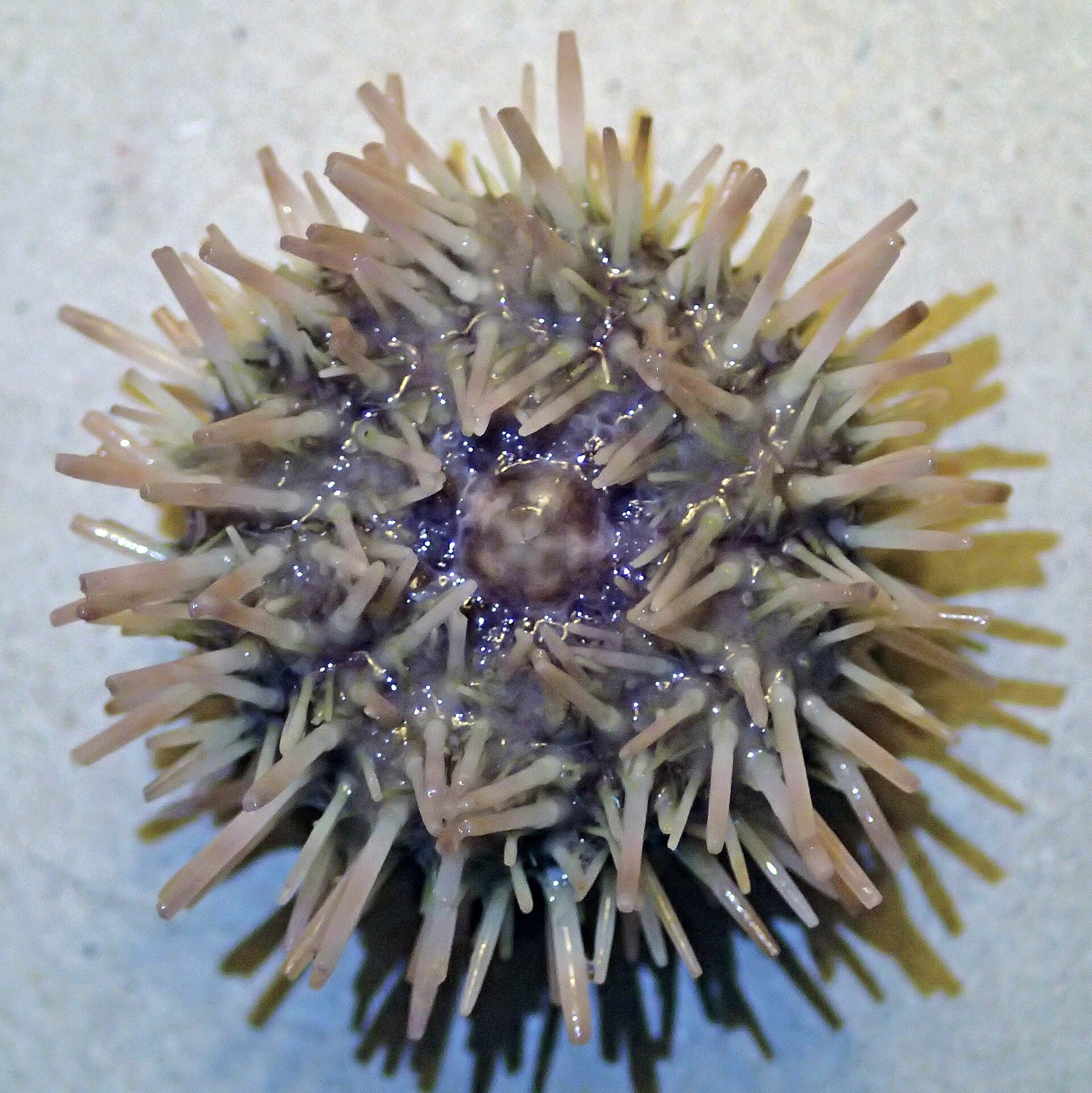 Foto de Erizo verde variable (Lytechinus variegatus)