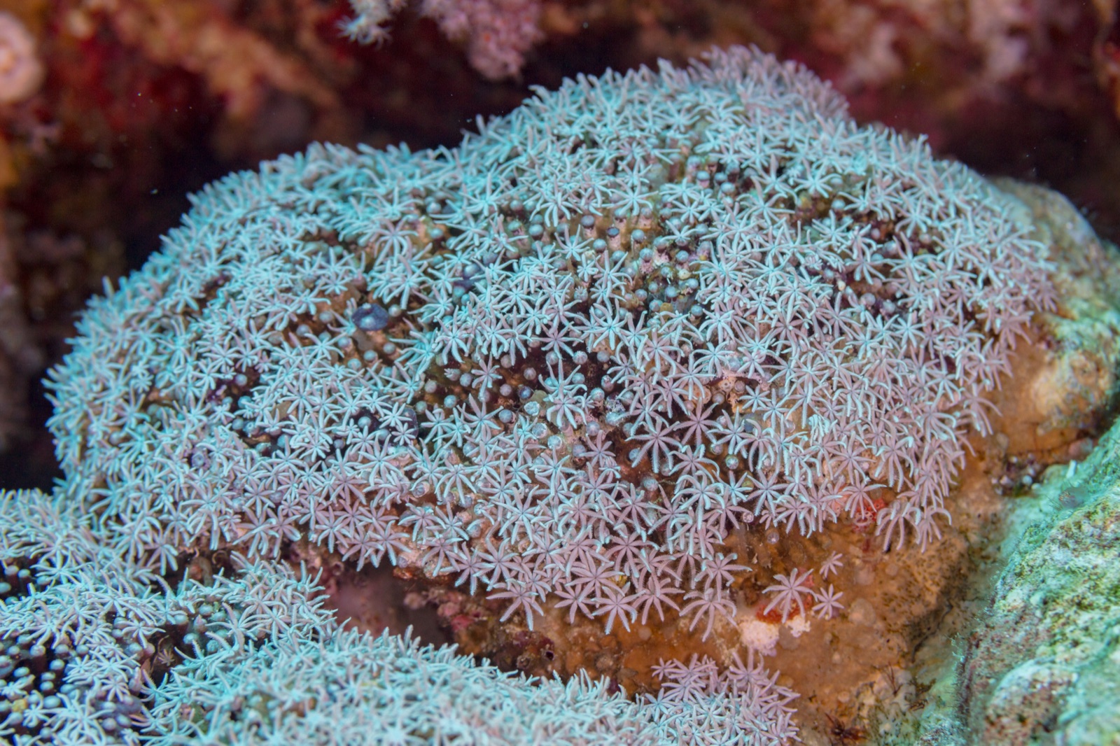 Foto de Coral órgano (Tubipora musica)