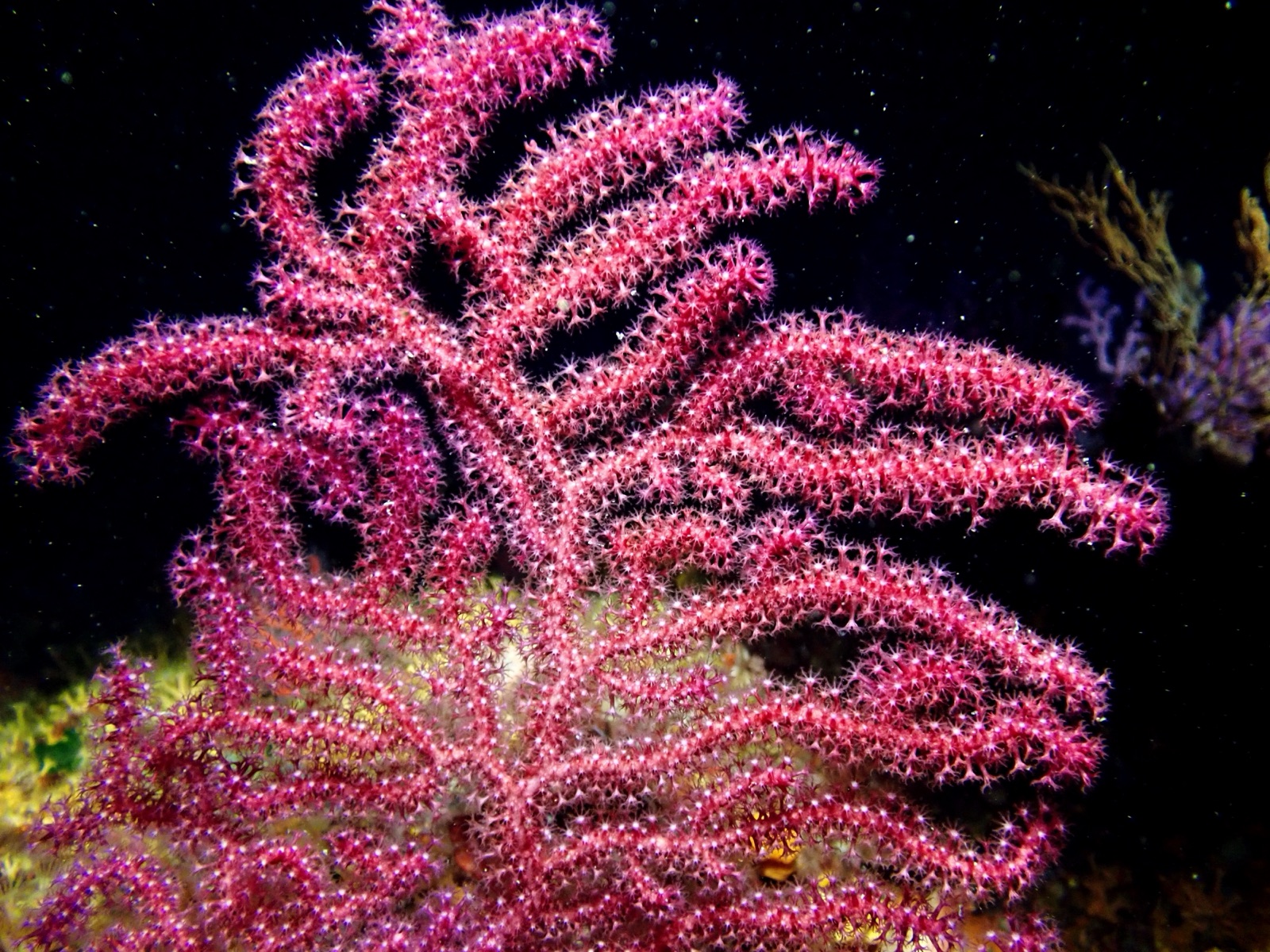 Foto de Gorgonia roja (Paramuricea clavata)