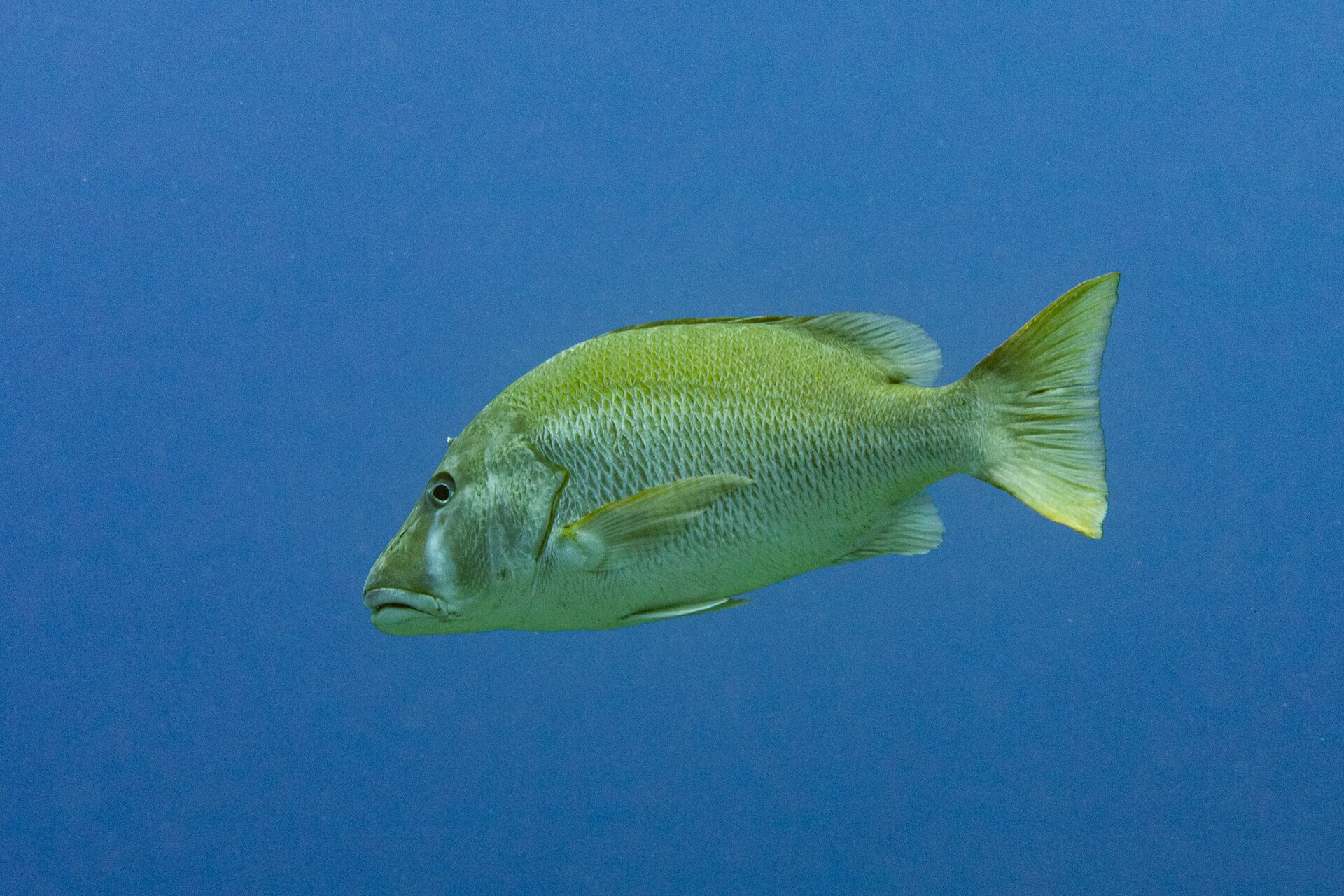 Photo of Dog snapper (Lutjanus jocu)